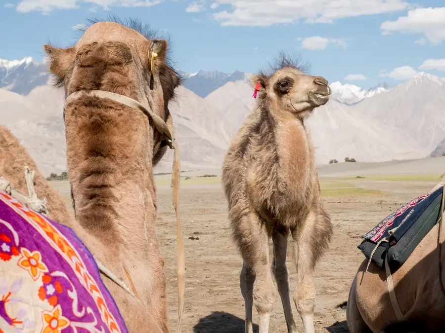 Top Thrilling Adventures to Experience in Ladakh