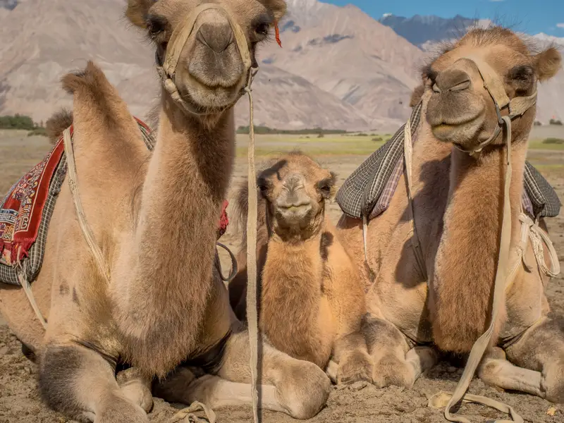 Ultimate Ladakh Expedition